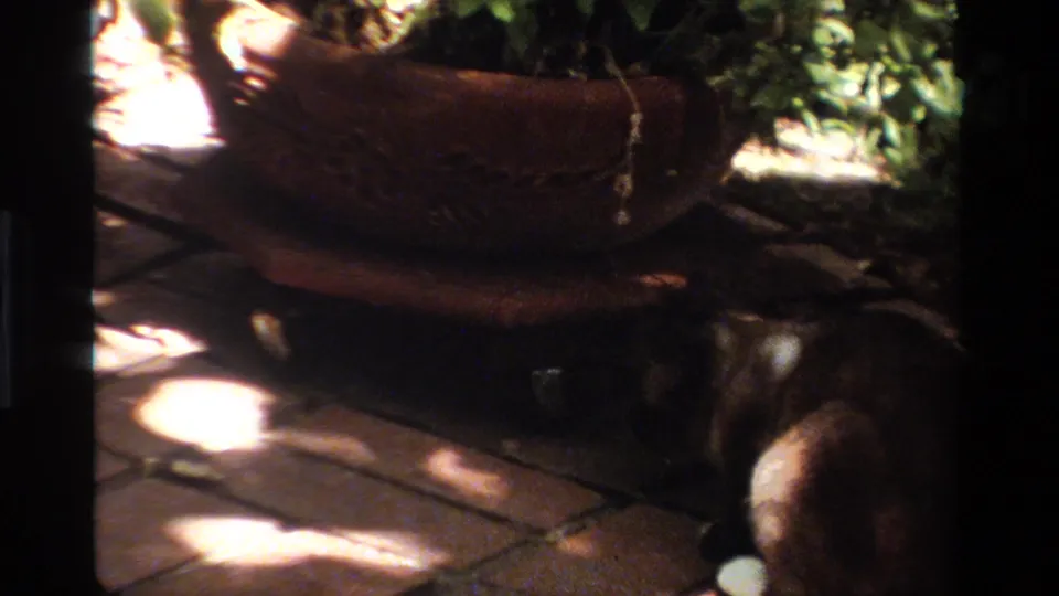 1984 California frame with a leashed animal low to the ground beside brick paving and a terracotta planter under shifting leaf shadows.