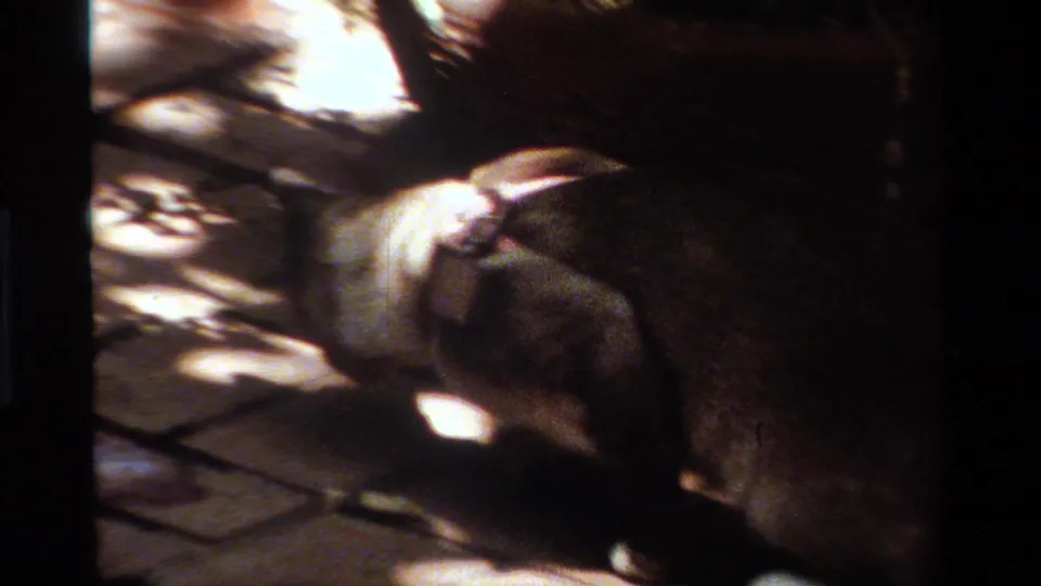 Soft 1984 California home-movie frame showing the animal closer to camera, with leash, fur, brick pavers, and strong dappled light visible.