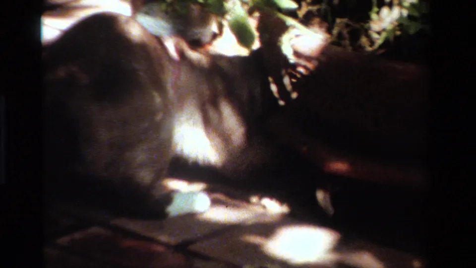 Final 1984 California frame showing the leashed animal beside the terracotta planter, with brick paving and high-contrast sunlit patches.