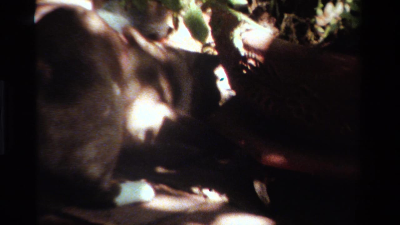 Close 1984 California 8mm view of a cat moving through a shaded backyard area with leafy plants and dappled sunlight.