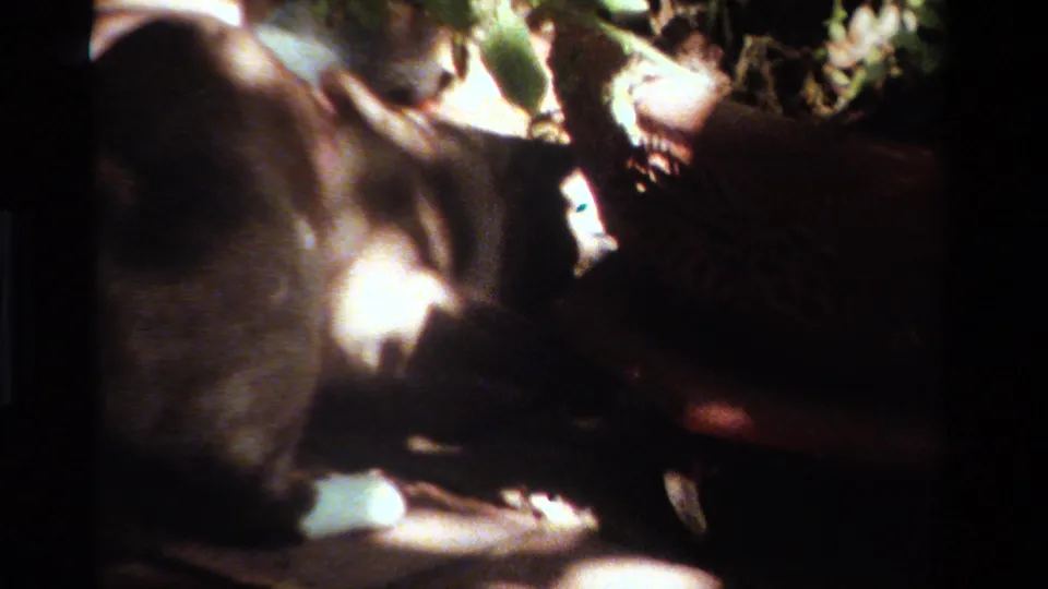 Close 1984 California 8mm view of a cat moving through a shaded backyard area with leafy plants and dappled sunlight.