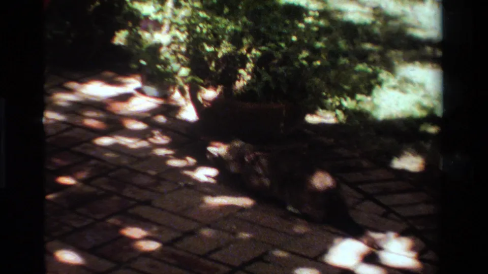 Wider 1984 California backyard view showing the cat on a brick patio under leafy shade near potted greenery.