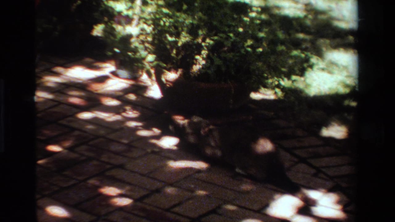 Siamese cat on a brick patio near a large planter in dappled sunlight.