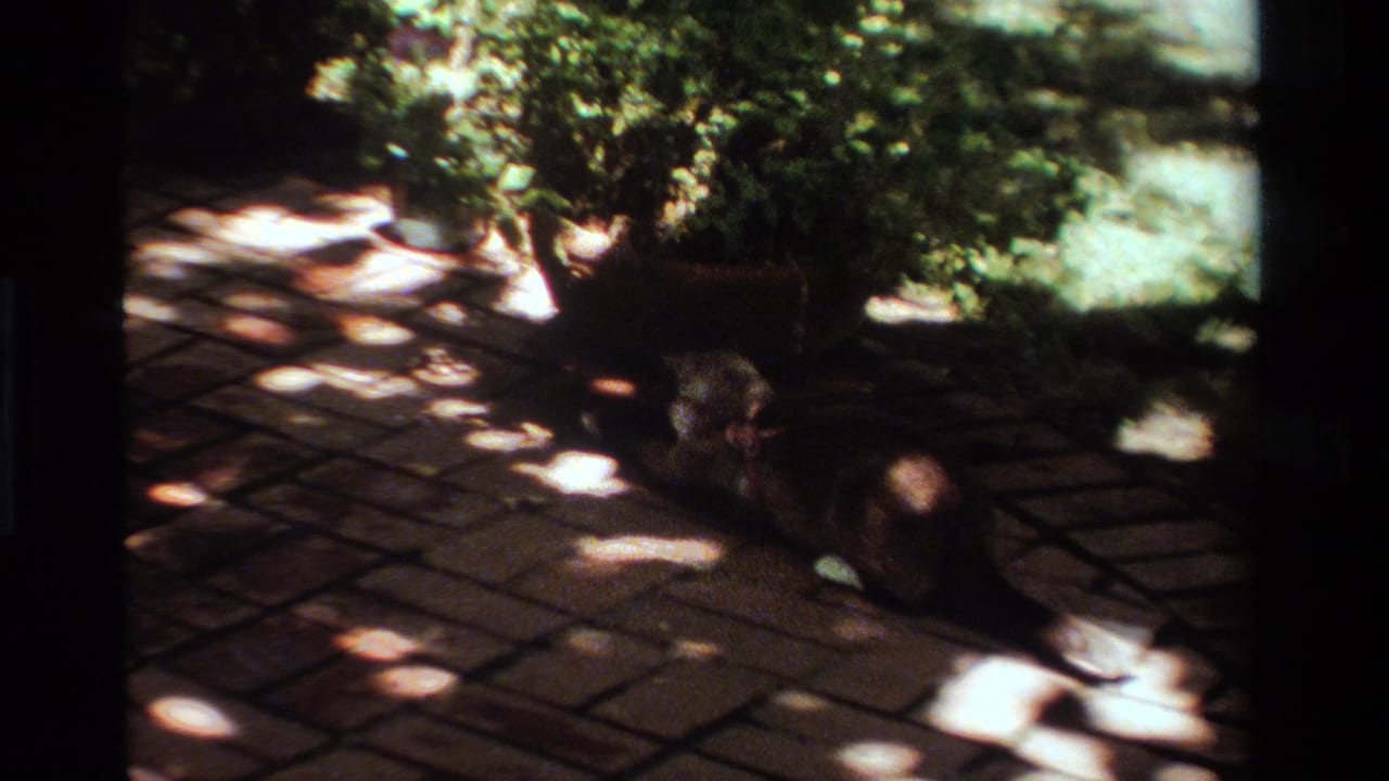 1984 California home-movie frame with a Siamese cat crouched low near a planter, surrounded by patio tiles and shifting leaf shadows.