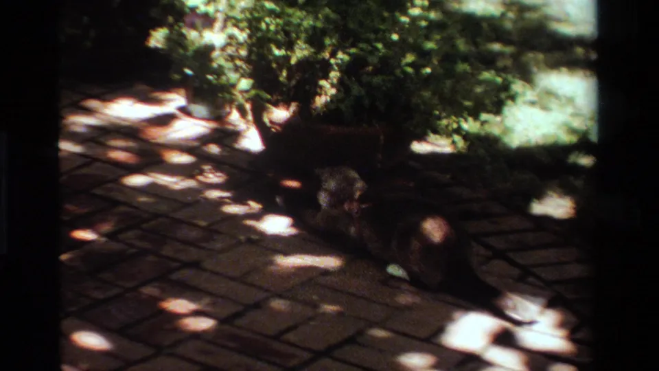 1984 California home-movie frame with a Siamese cat crouched low near a planter, surrounded by patio tiles and shifting leaf shadows.