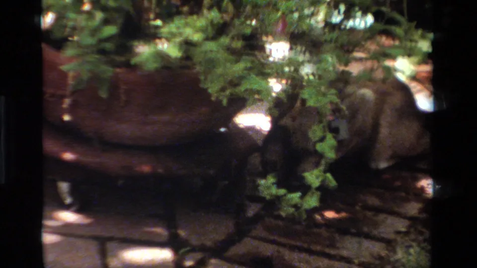 Soft 8mm frame from a California garden showing the Siamese cat close to a large planter, partly obscured by leaves and shadow.