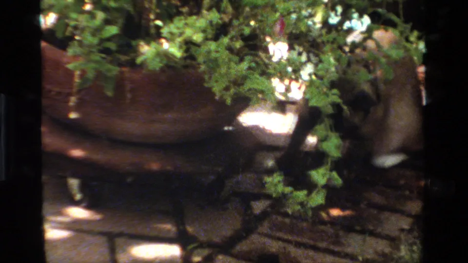 1984 California 8mm frame showing a Siamese cat beside a planter and leafy plants on a brick patio in mottled sunlight.