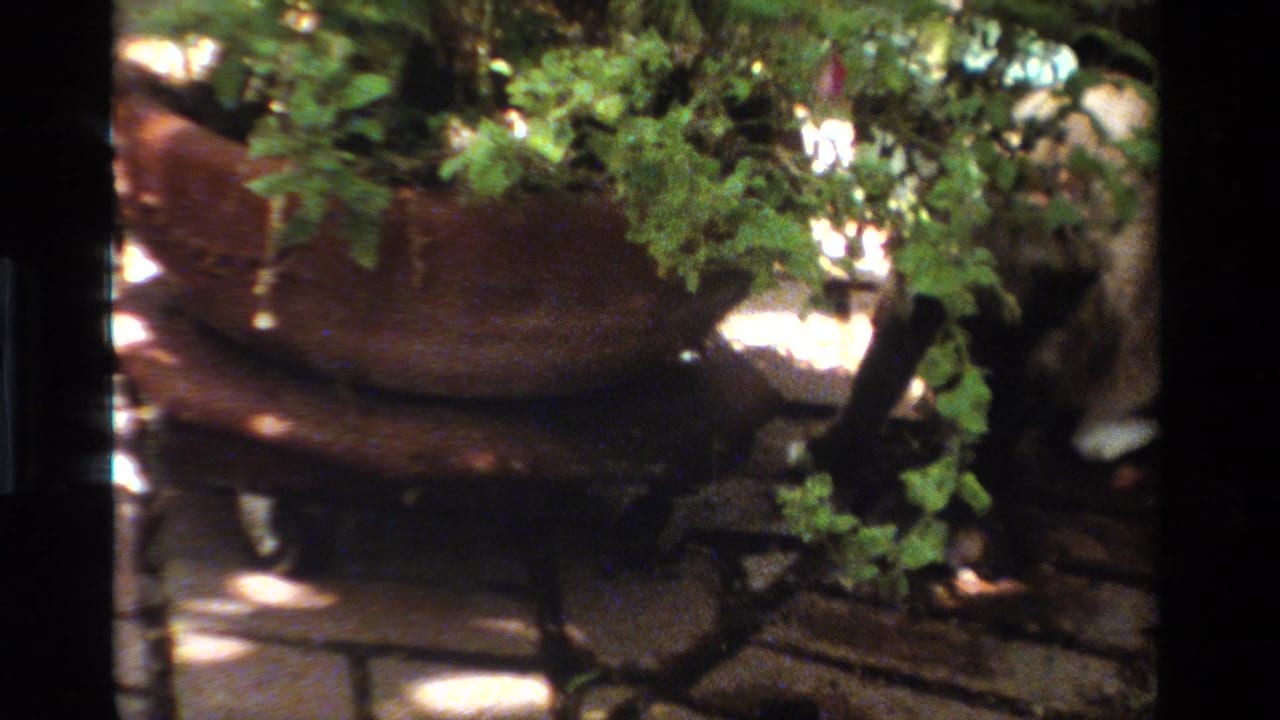 A light-colored cat moves beside a large terracotta planter in a shaded California garden, from supplied 1984 8mm home-movie metadata.