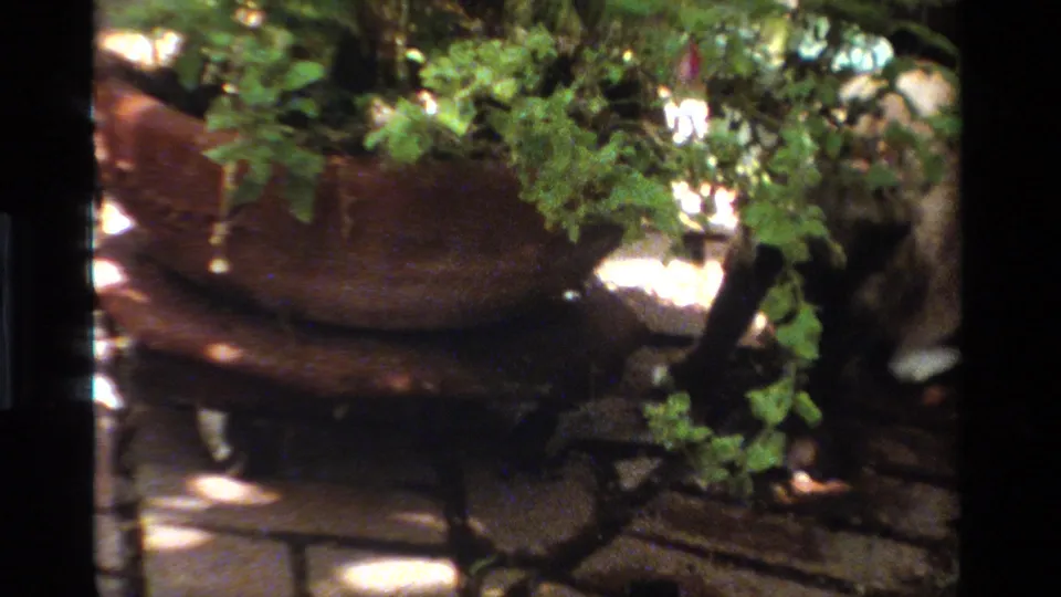A light-colored cat moves beside a large terracotta planter in a shaded California garden, from supplied 1984 8mm home-movie metadata.