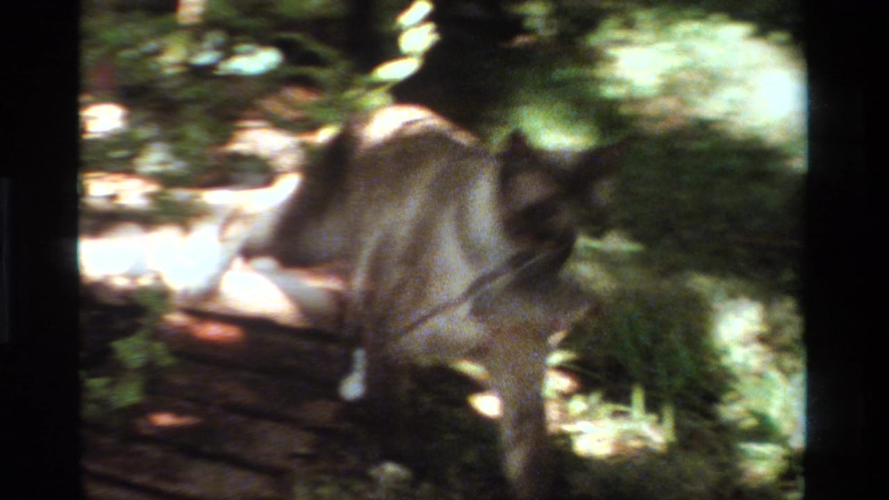 Cat walking across a sun-dappled garden path near plants.