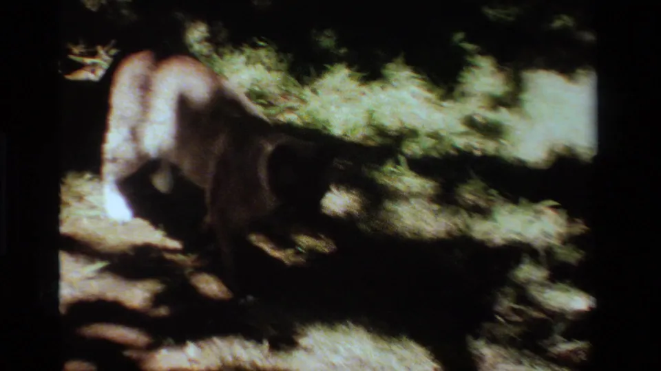 A light cat appears partly shaded while moving through foliage and uneven garden light in the supplied 1984 California footage.