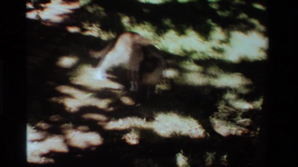 The cat walks away along a sun-dappled garden walkway, with dense greenery and deep shade visible in this 1984 California home-movie frame.