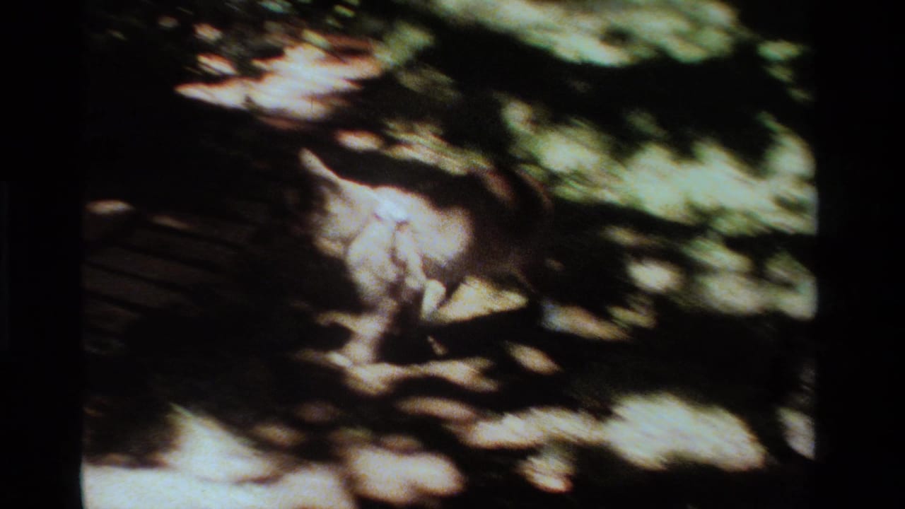 1984 California Super 8 frame showing a collared cat low on a sun-dappled brick patio, partly blurred by shadow and handheld motion.