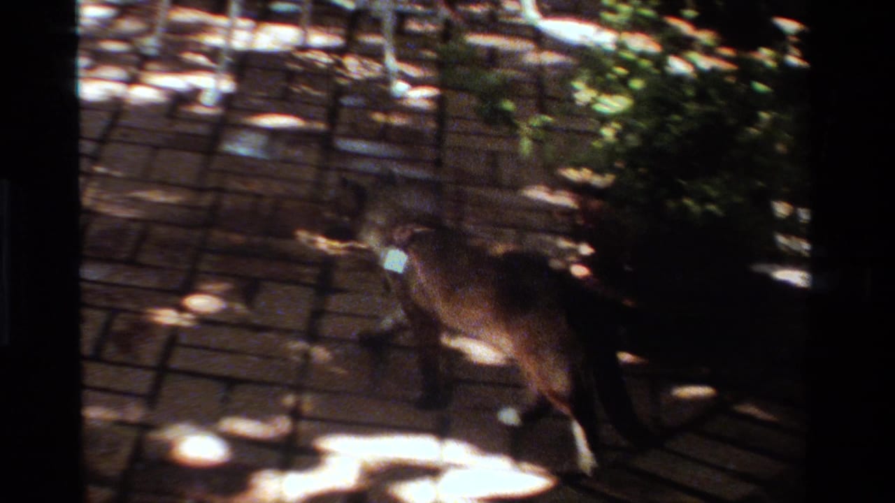 1984 California home-movie frame of a collared cat crossing a dappled brick patio with a small rodent in its mouth.