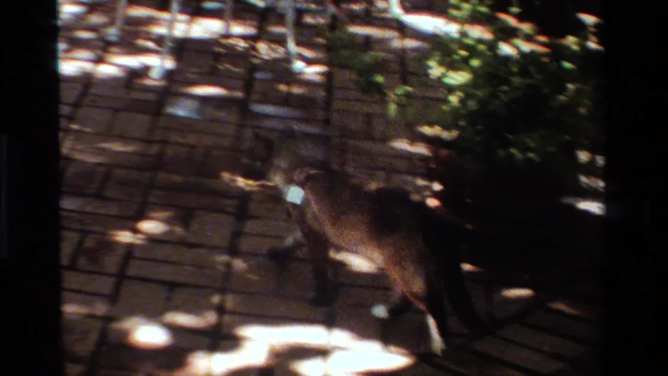 1984 California home-movie frame of a collared cat crossing a dappled brick patio with a small rodent in its mouth.