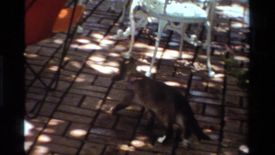 1984 California Super 8 frame showing the cat near white outdoor furniture on a patterned brick patio while carrying its catch.