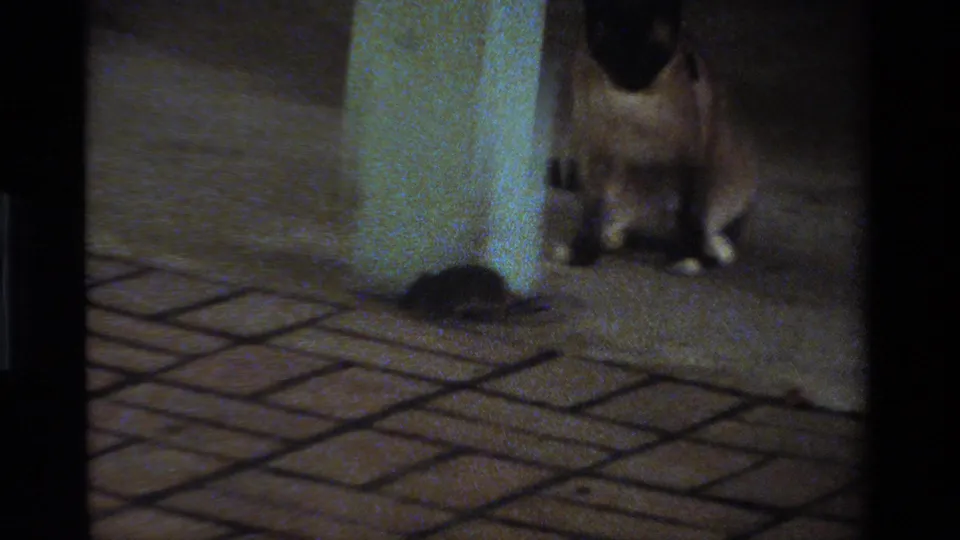 1984 California home-movie frame of the cat by a pale column on the brick patio, with the small rodent visible on the ground.