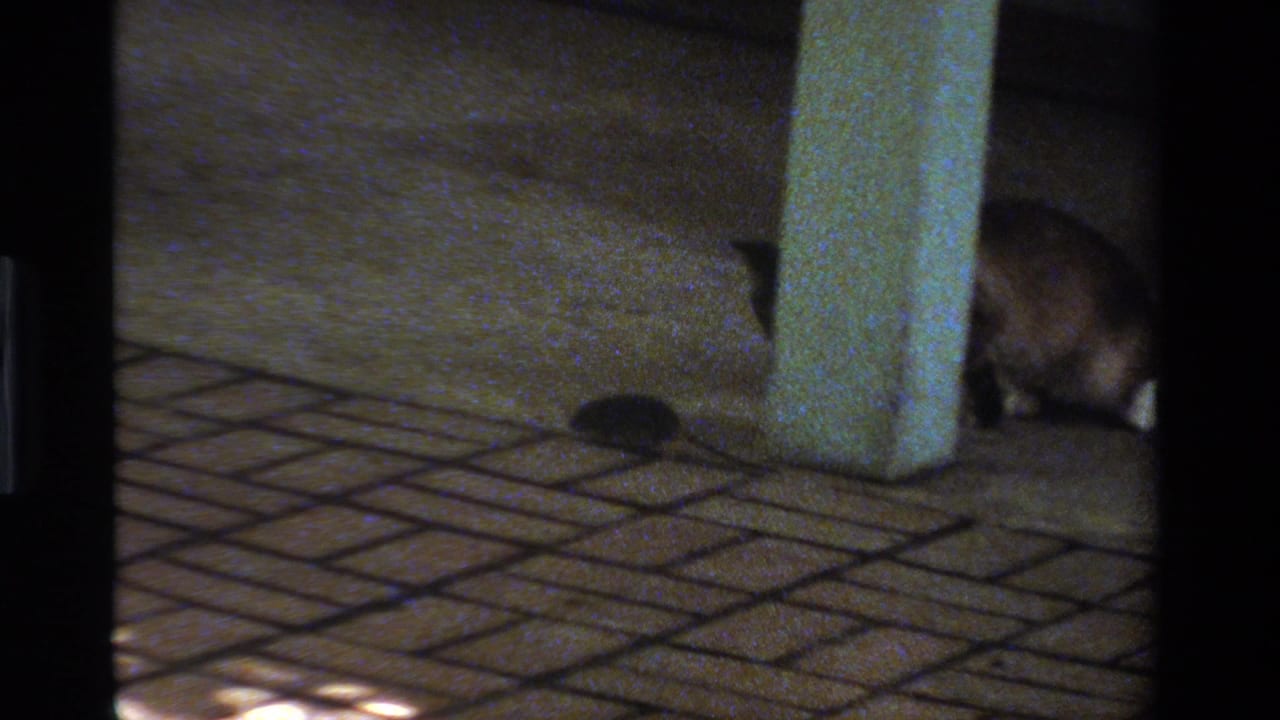 In 1984 California home-movie footage, a cat crouches beside a patio column with a small rodent visible on the tiled surface nearby.
