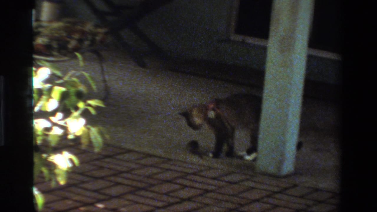 The cat stands in profile near a pale patio column, watching the ground in low-light 1984 California home-movie footage.