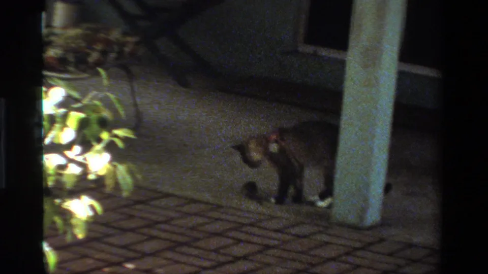 The cat stands in profile near a pale patio column, watching the ground in low-light 1984 California home-movie footage.