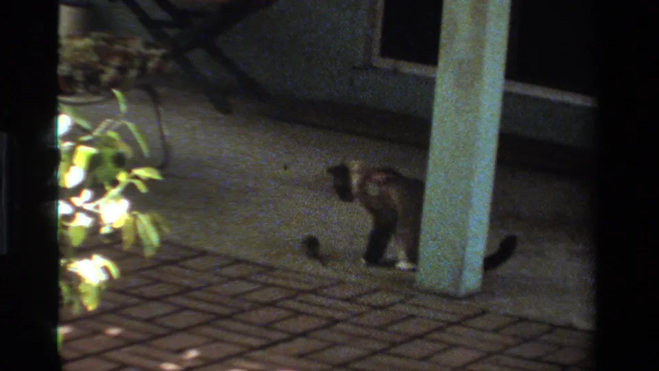 The cat advances toward the small rodent on the tiled patio, with a column and potted plant visible in the frame.