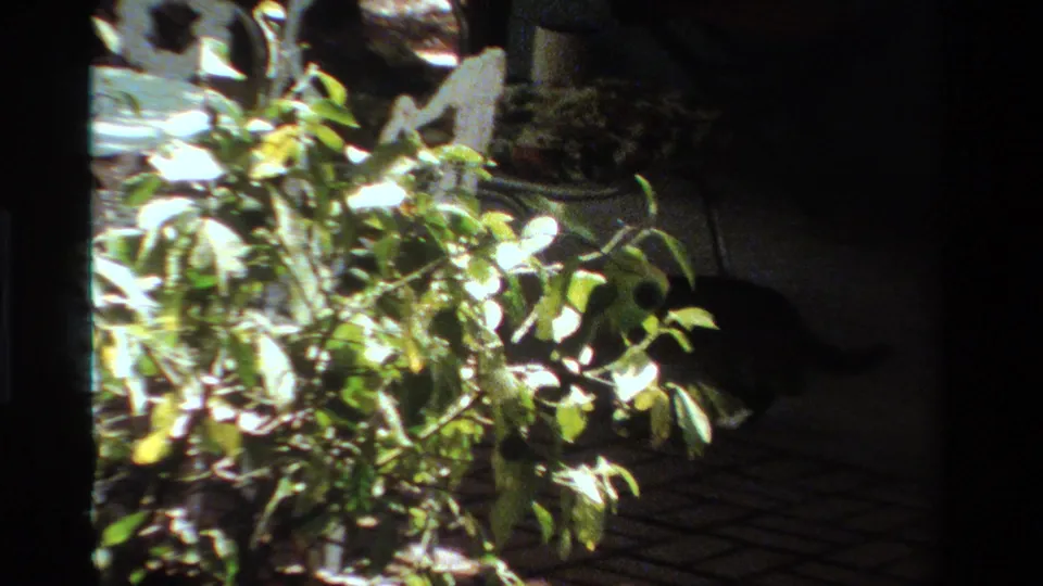 A bright leafy plant dominates the foreground while the cat appears partly in shadow along the patio edge.