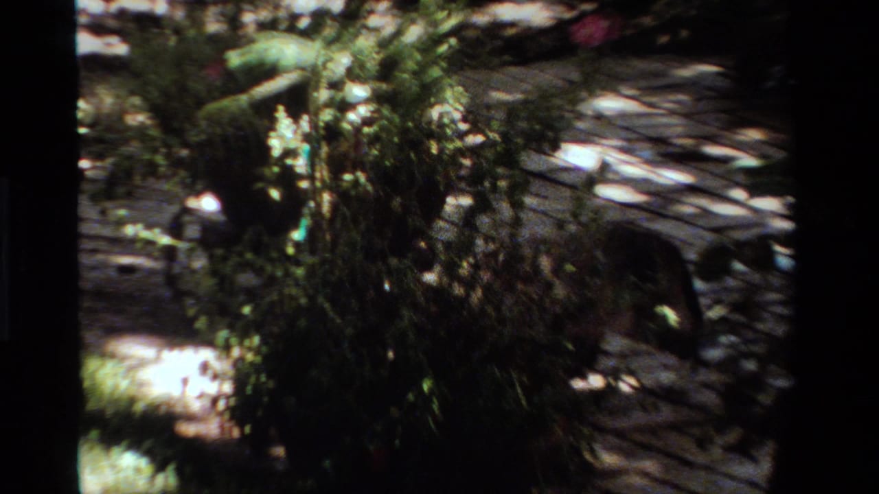 1984 California 8mm frame showing a cat partly hidden near a leafy garden path with bright patches of sunlight.