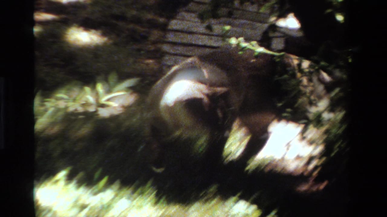A Siamese-looking cat moves through dense California garden greenery, blurred by handheld 8mm motion.