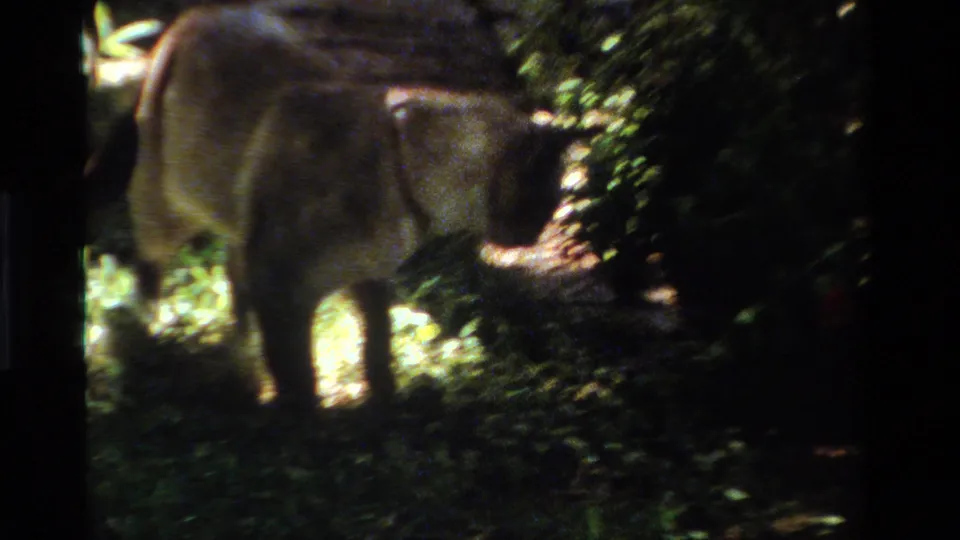 1984 home-movie frame of a Siamese-looking cat paused in a shaded garden, with foliage and path light nearby.