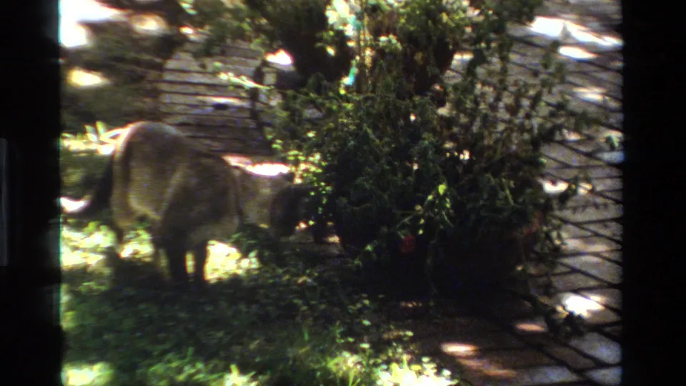 A Siamese-looking cat stands near shrubs beside a narrow garden path in a 1984 California home-movie frame.