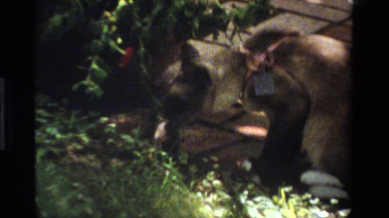 1984 California 8mm frame of a collared house cat crouching by garden foliage beside a stone walkway.