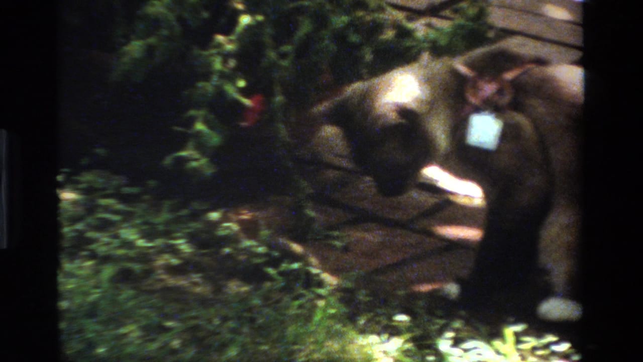 Cat with collar and tag leans forward near greenery and sunlit stones.