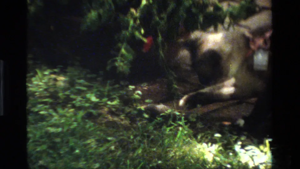 The collared cat faces the camera from a shaded California garden, framed by grass and foliage in 1984 8mm footage.