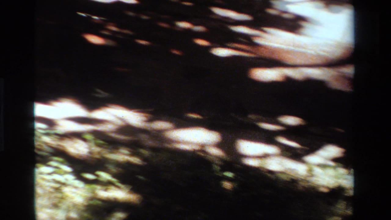 Dappled sunlight and tree shadows fall across a paved park path with grass near the lower edge.
