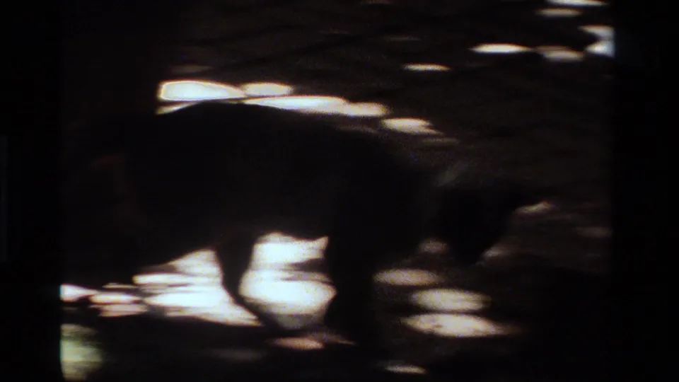 1984 California 8mm frame showing a squirrel moving across a shaded park walkway, silhouetted against bright patches of sun.