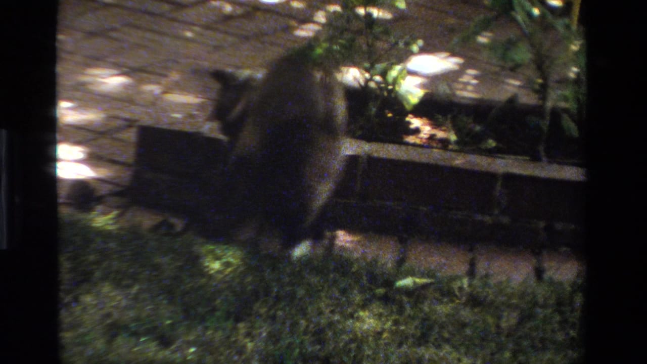 Gray cat in a sun-dappled California yard, moving near grass, patio stones, shrubs, and a low wooden structure in 1984 8mm footage.
