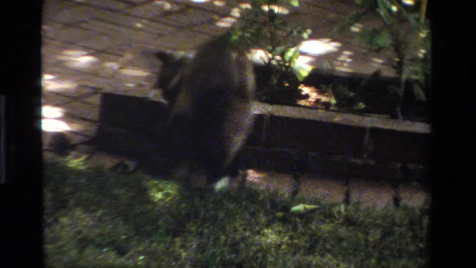 Gray cat in a sun-dappled California yard, moving near grass, patio stones, shrubs, and a low wooden structure in 1984 8mm footage.