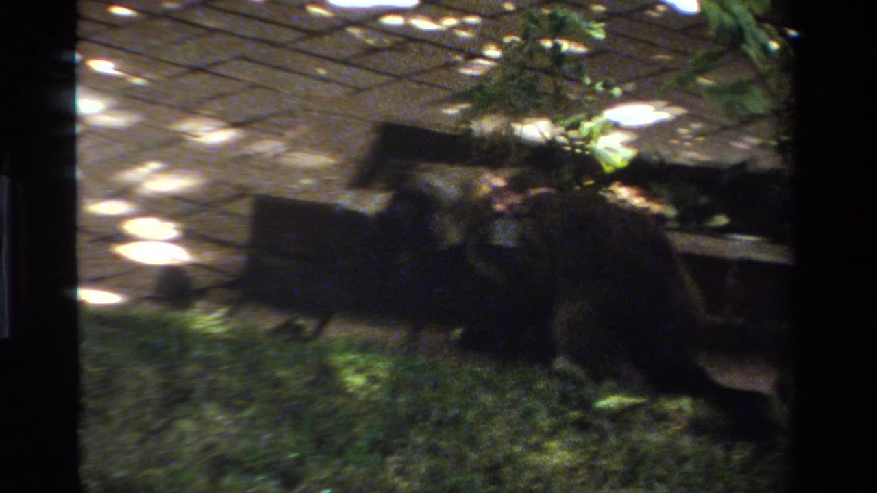 Gray cat near a low wooden structure with grass and paved stones behind it.