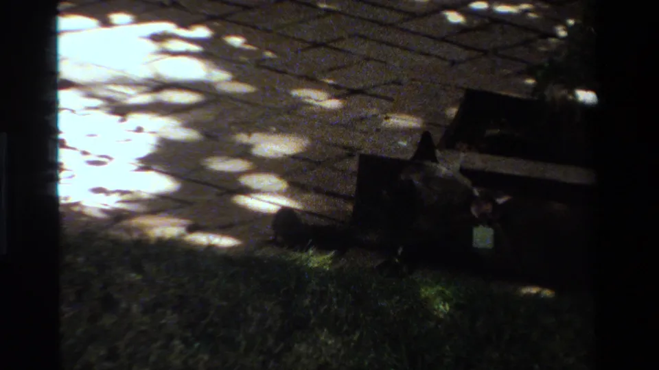 Gray cat appears to settle near the grass and low wooden structure while bright tree shadows fall across the paved patio in the yard.