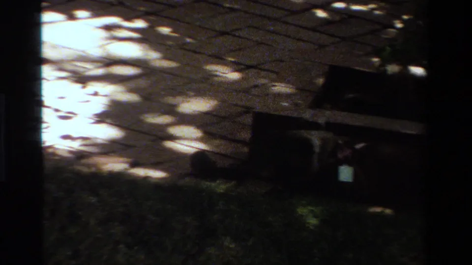 The gray cat is partly obscured in shade near the low wooden structure, with grass, patio stones, and strong dappled light across the yard.