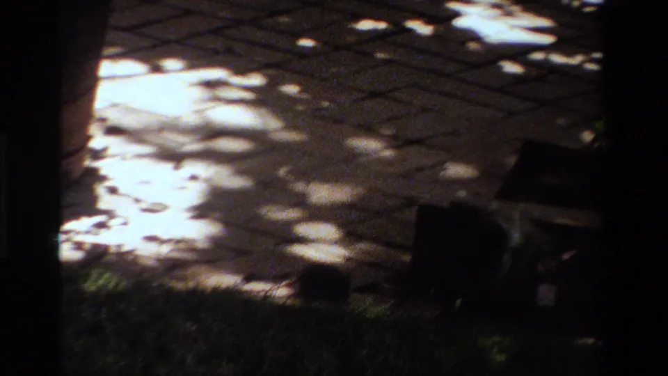 1984 California 8mm frame showing a shaded patio and grass where small animal forms are barely visible in heavy contrast.
