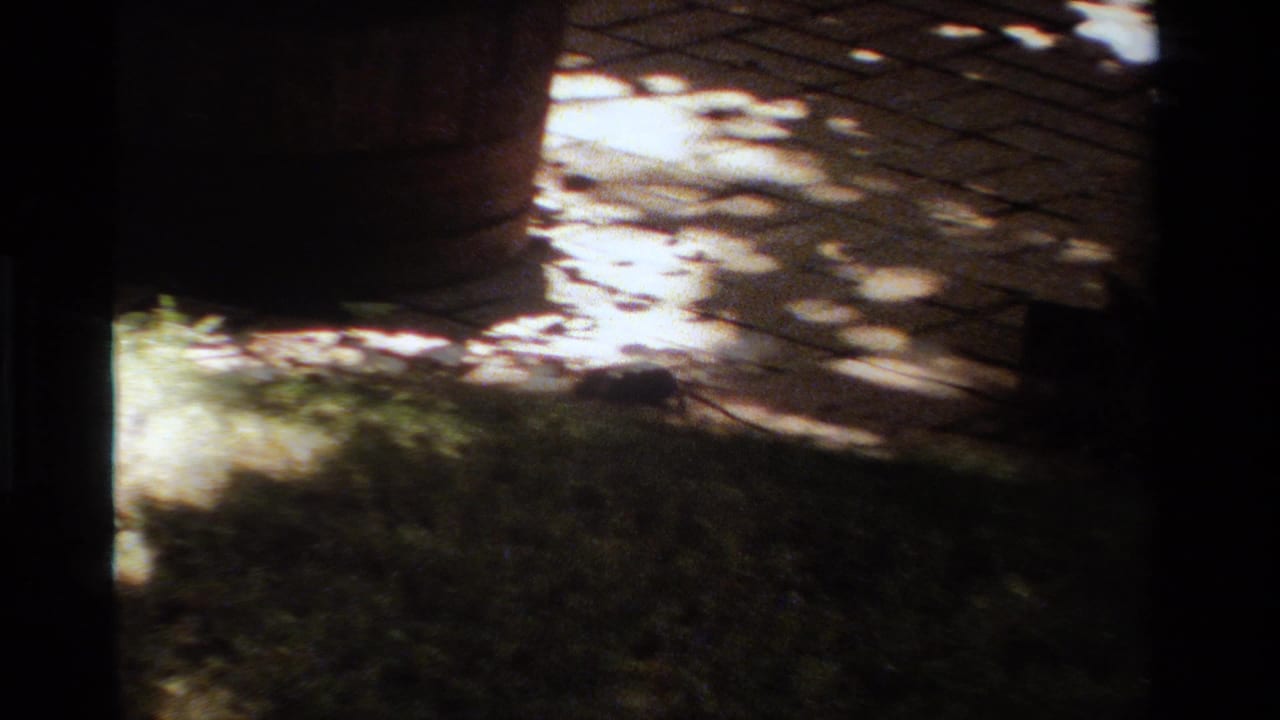A high-contrast 8mm view of a California yard with brick paving, lawn, and a tree trunk in strong daylight.