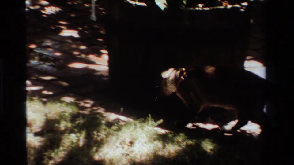 The larger feline, likely a house cat, appears low in the frame as it moves through a shaded California yard.