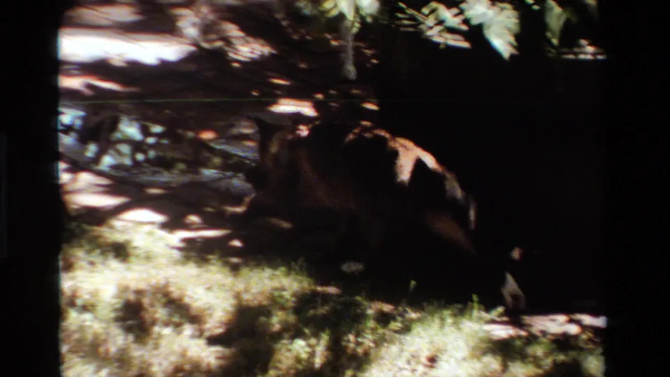 A likely house cat is seen close to the ground in a shaded California yard, with patio and grass behind it.