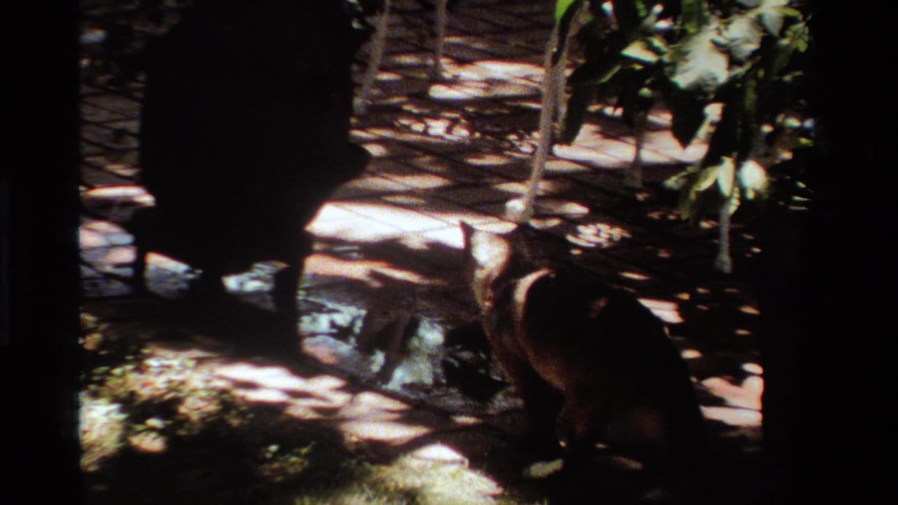 A cat crouches low in a shaded California outdoor setting, with grass, leaves, tree trunks, and bright sun patches visible.