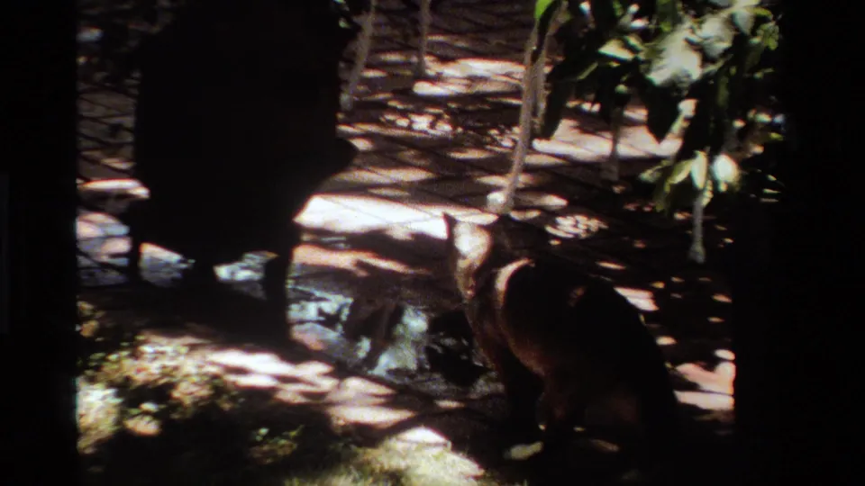 A cat crouches low in a shaded California outdoor setting, with grass, leaves, tree trunks, and bright sun patches visible.