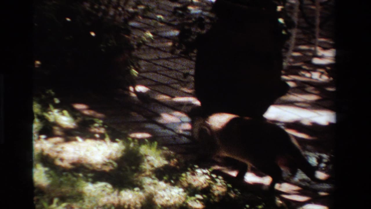 Cat walking through shaded grass near a tree trunk and path stones.
