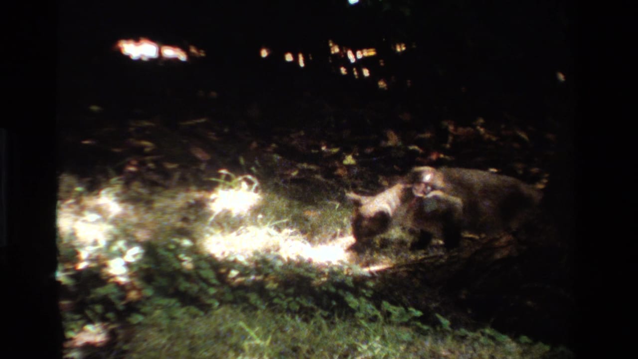 In 1984 California home-movie footage, a collared cat noses near white cotton-like material on a dark lawn lit by a focused light.