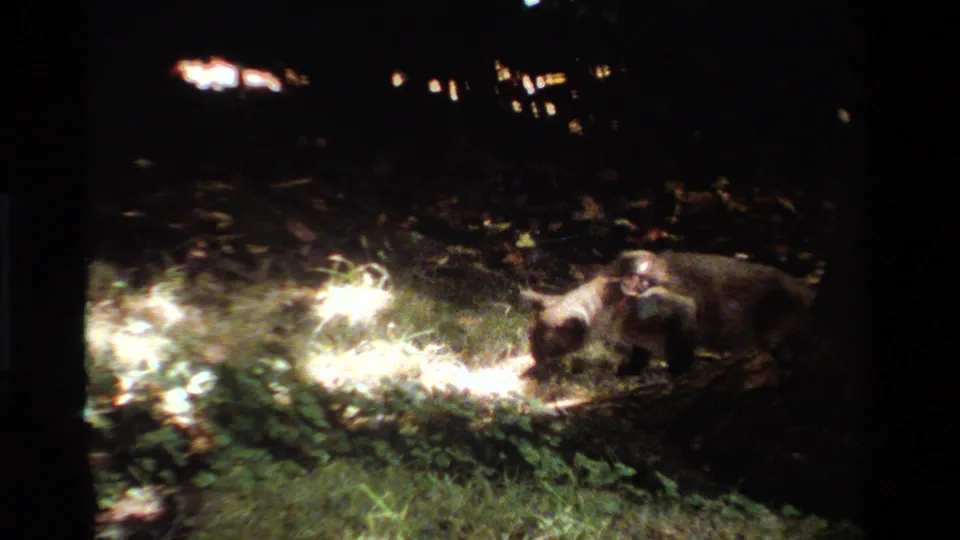 In 1984 California home-movie footage, a collared cat noses near white cotton-like material on a dark lawn lit by a focused light.