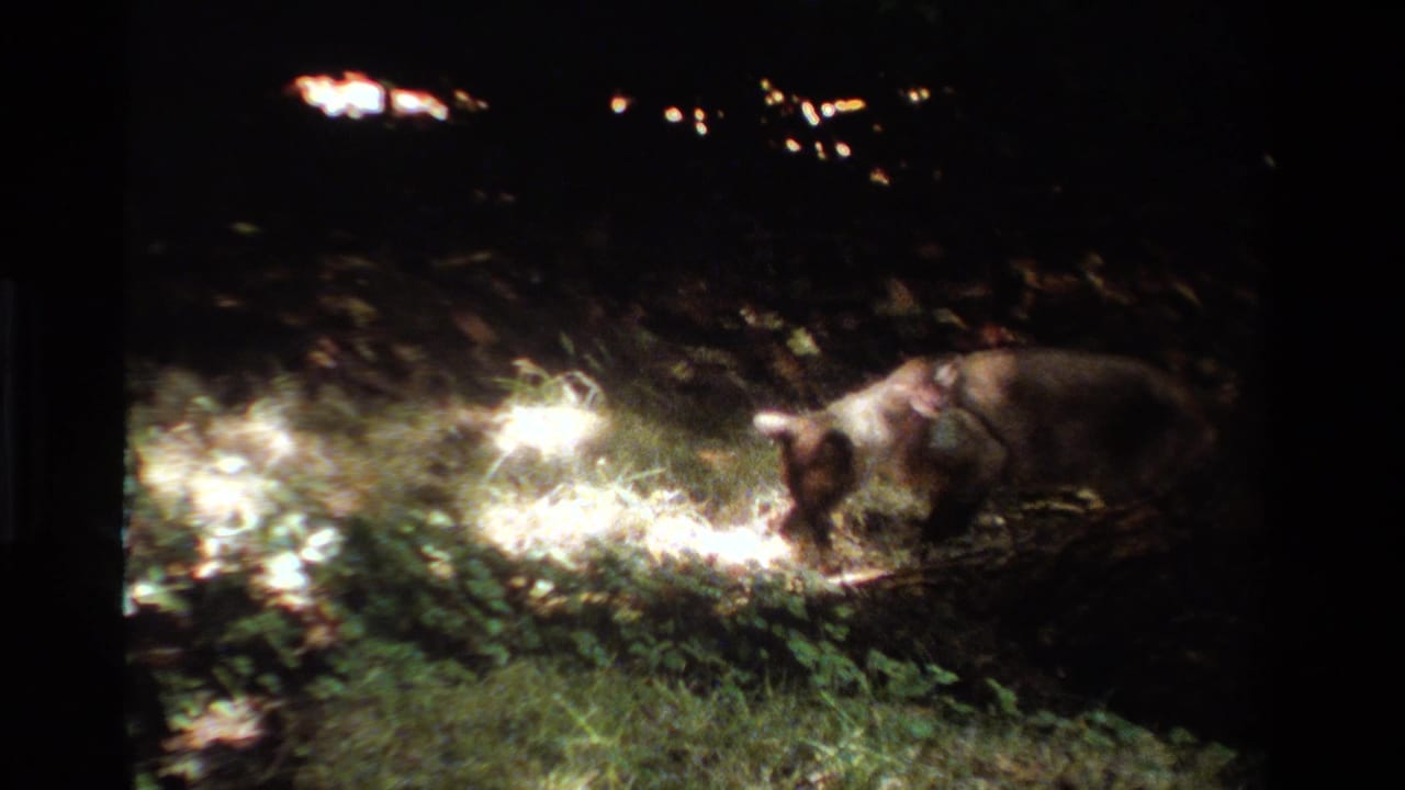 Cat moves across a dark lawn toward a bright patch of pale material.